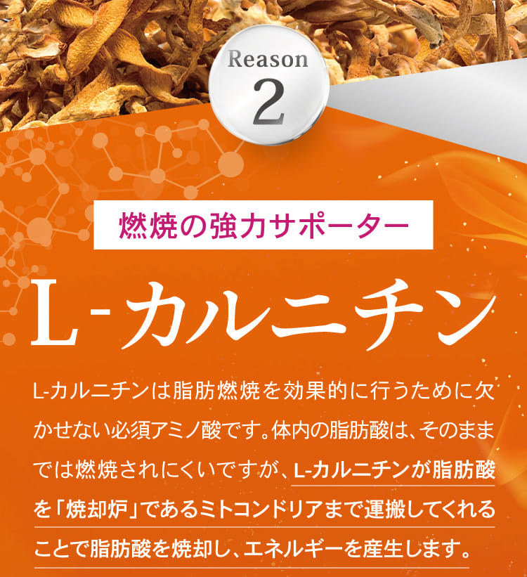 Reason2 燃焼の強力サポーター L-カルニチン