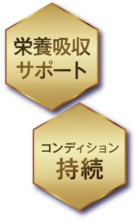 栄養吸収サポート コンディション持続