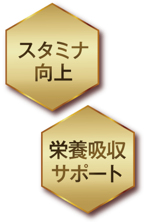 スタミナ向上 栄養吸収サポート