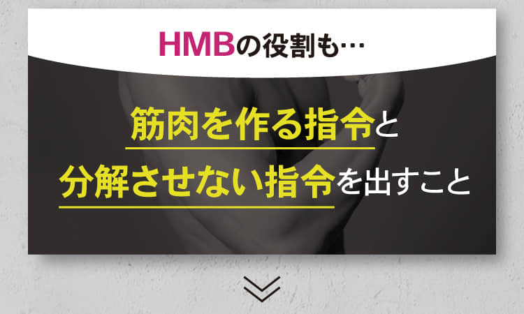 HMBの役割も…筋肉を作る指令と分解させない指令を出すこと