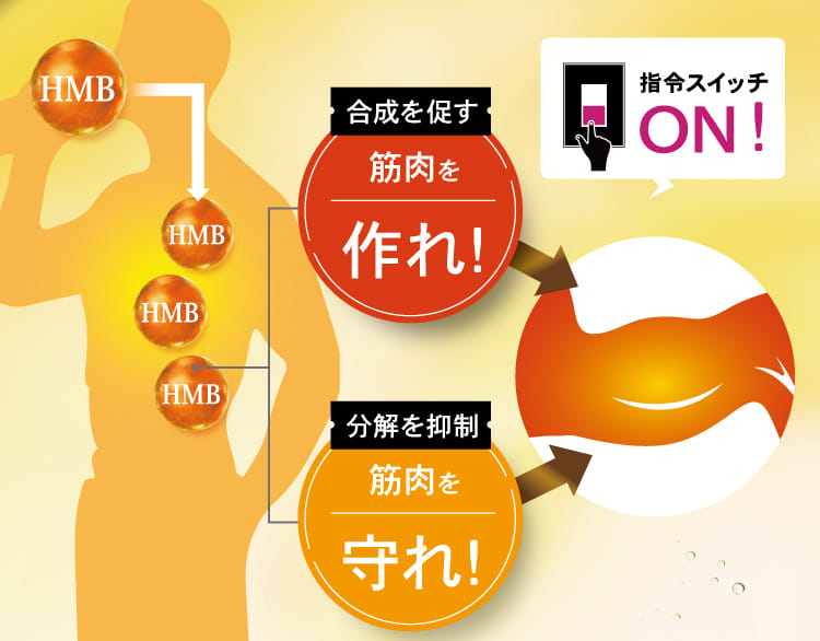 『合成を促す』『分解を抑制』